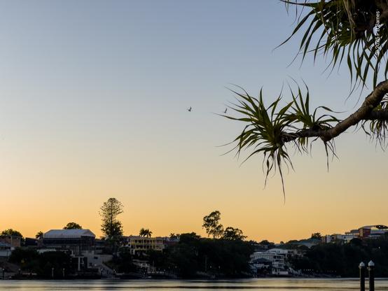 A peaceful dawn riverscape, trees and houses on the opposite bank gently silhouetted by an apricot dawn sky. A branch of a pandanus palm comes in from the right, and the silhouettes of two distant birds appear to by flying out from the gentle tangle of leaves.