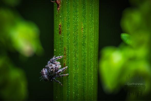 A color macro shot of a little jumping spider on a plant stem