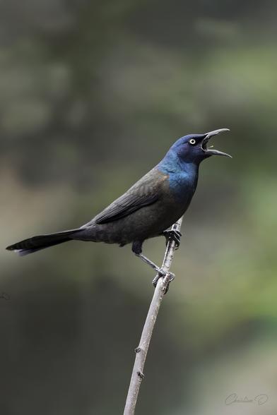 Quand la lumière danse sur ses plumes, le Quiscale bronzé dévoile son éclat métallique.
