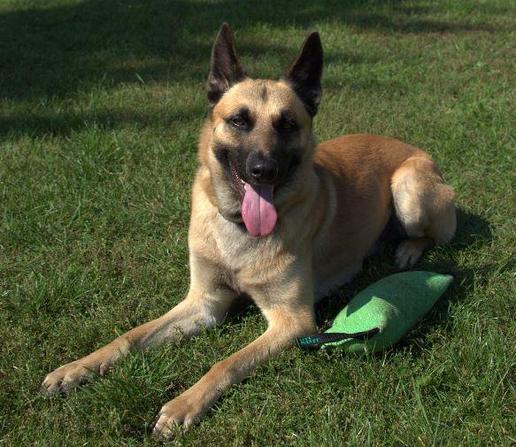 Belgischer Schäferhund Malinois