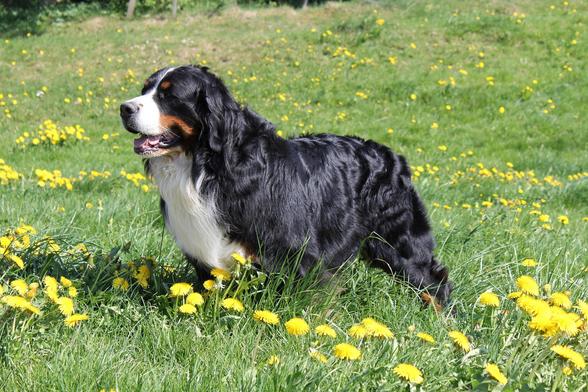 Berner Sennenhund