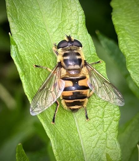 An insect sitting on a leaf. It looks like a bee, having black and yellow stripes, but a closer look at its head and eyes shows that it’s a fly.