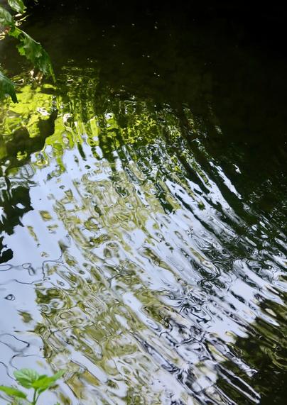 trees reflecting in undulating water