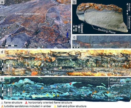 Amber deposit from Shimonakagawa Quarry in northern Hokkaido, Japan. Image credit: Kubota et al., doi: 10.1038/s41598-025-96498-2.