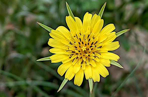 Fleur jaune et épanouie du Salsifis majeur