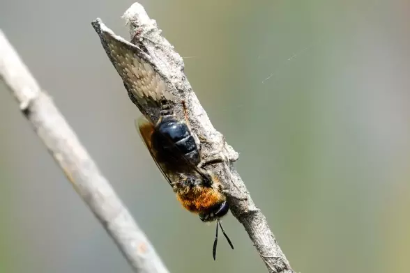 Stratiomys longicornis, the long-horned general, is a European species of soldier fly. Upside down on an old branch laying eggs