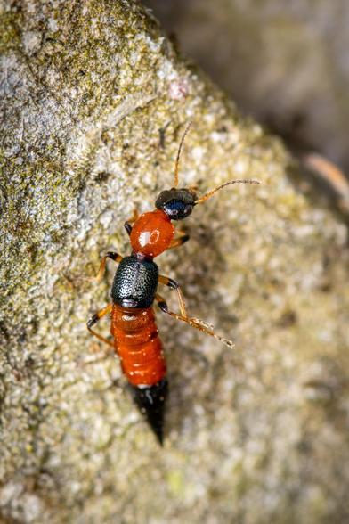 With an orange-brown body around 10 mm long, this wingless rove beetle has very short, green elytra, a black head and the tip of the abdomen.