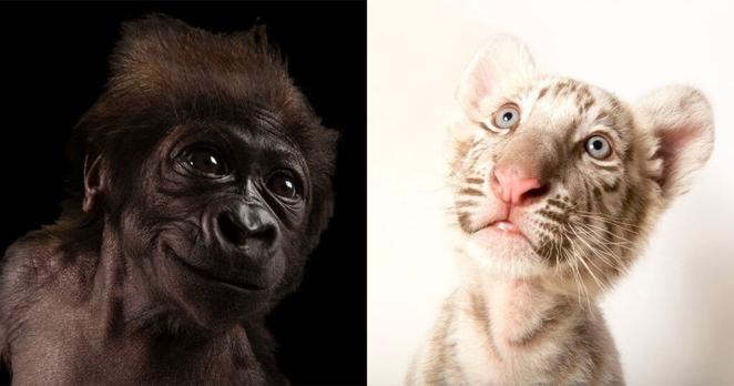 Photographer Captures Hundreds of Adorable Baby Animals