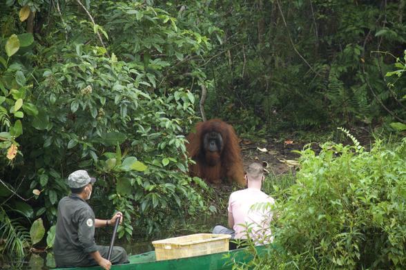 #News: 🧪 Aussie #biotech #Levur raises AUD$1.2M to replace #palmoil with lab-grown oils.  🌴 No #deforestation. No #landgrabbing. No #extinction. 🦧  #BoycottPalmOil #Boycott4Wildlife #Vegan https://www.personalcareinsights.com/news/lab-grown-palm-oil-alternative.html?utm_source=mastodon&utm_medium=Palm+Oil+Detectives&utm_campaign=publer
