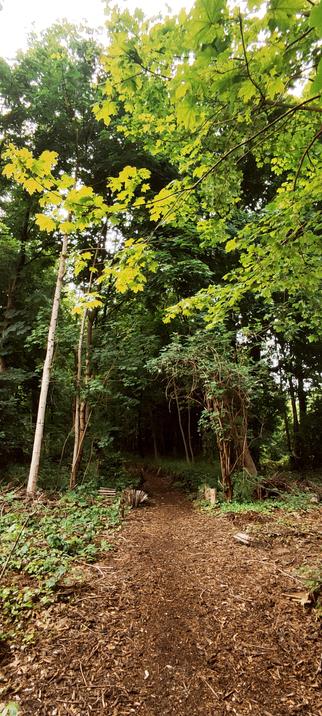 Chemin forestier bordé de copeaux, s'enfonçant doucement sous une voûte de feuillages verts. À gauche, des troncs fins et clairs s’élèvent, tandis qu’à droite, un arbuste gracile forme une arche naturelle. L’atmosphère est paisible, comme une invitation à entrer dans un monde secret et protégé