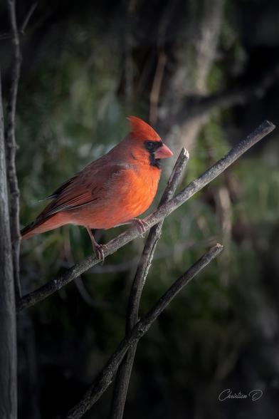 - "Attention, je suis peut-être petit, mais j’ai une voix qui porte ! 🐦 
(Cardinal rouge)