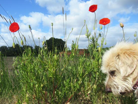 Drei Mohnblumen vor blauem Himmel mit weißen Wölkchen. Unten rechts im Bild der Kopf eines kleinen, hellen Mischlingshundes.