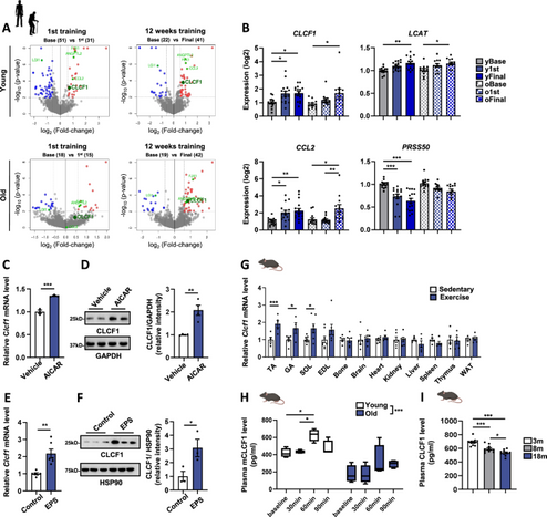 Exercise-induced CLCF1 attenuates age-related muscle and bone decline in mice