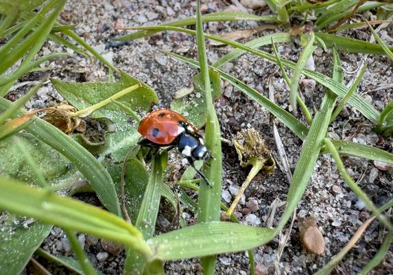 A close-up of a ladybug walking a long a blade of grass on a somewhat sandy terrain. There are plenty of other blades of grass on the ground as well.