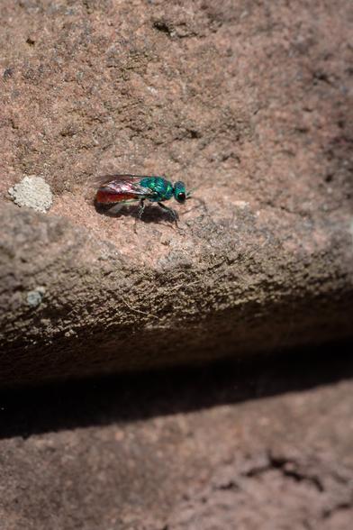Small wasp with a glittering blue-green head and body and orange-red abdomen on old stonework. (Slightly motion-blurred, I know. They're absolute gits to take photos of - tiny, and constantly, rapidly moving!)