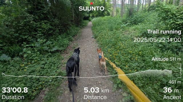 Forest trail through the green trees on a nice track. Paddy the Irish mutt in the left and Penny the Spanish Podenco on the left leading the way. My running stats imprinted on top