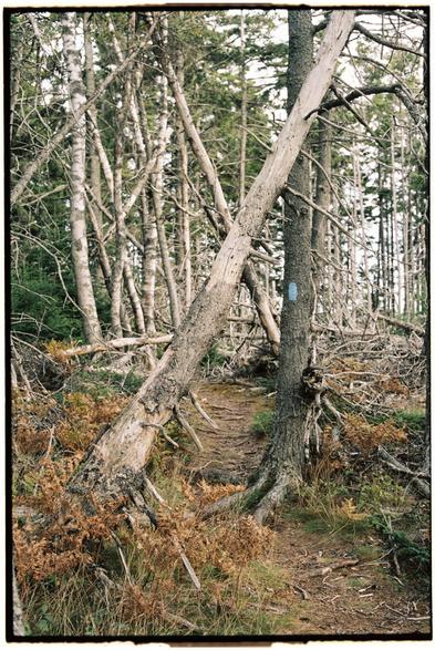 This film photo taken in Kodak Portra 160 shows a dense spruce forest with some blowdowns and a few leaning trees. Some of the trees are dead and the bark has been peeled off their trunks. The undergrowth is green and yellowing grass, dried ferns that are a bronze color, and a few other small plants. The main feature of the photo is two trees in the foreground, one leaning across the other to form a triangle or an “A”. One has a blue blaze to mark the trail.