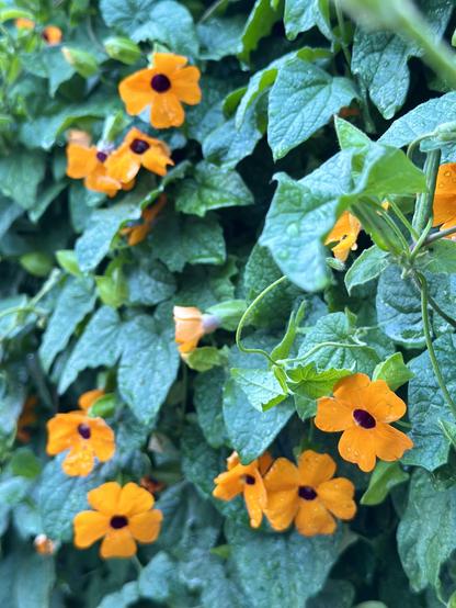 Some wild black-eyed Susan vines I found during my morning run