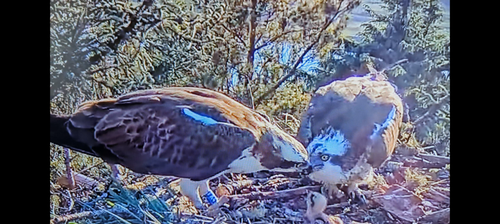 Make Osprey at Loch Doon helping at chick feeding time by feeding mum who then feeds the chicks.