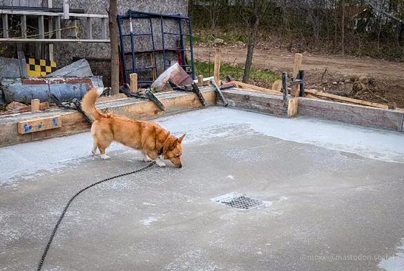 Moxxi the corgi is standing on and sniffing a concrete slab that will eventually be a workshop and an office. In the background is an old shed and some random construction items.