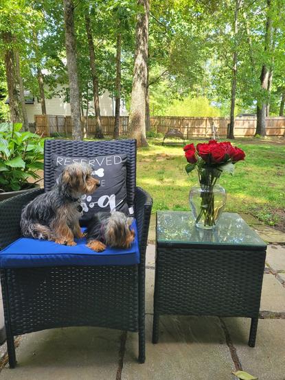 In a sunlit outdoor patio setting, two long-haired Yorkshire Terriers mixes are prominently featured. The dog on the left sits upright on a blue cushion on a dark, woven wicker chair, gazing towards the right with a curious expression.  His fur is a mix of black and tan, and he has a white streak on its head. Behind it, a decorative pillow with the word "RESERVED" (for the dog) printed in white is propped against the chair's backrest.

On the same chair, to the right of the sitting dog, the second Yorkshire Terrier lies down, facing left, with her head resting near the edge of the blue cushion. Its fur appears slightly lighter in tone than the other dog's.

To the right of the chair, a matching dark, woven wicker side table holds a clear glass vase overflowing with a vibrant bouquet of deep red roses.

The patio itself is made of light-colored flagstones or pavers, and beyond it, a lush green lawn extends into the background. Tall trees with verdant foliage create a natural border at the back of the yard, and a wooden fence is visible behind the trees. A partial view of a house can be seen in the far left background. The overall impression is one of a peaceful and inviting outdoor space.

Me, the photographer?  I am sitting watching the afternoon go by with a glass of luscious Pinot noir wine.