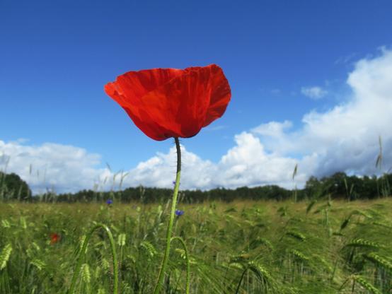 Eine Mohnblume vor blauem Himmel in einem Kornfeld, im Feld weitere Mohn- und Kornblumen. Bäume am Horizont, weiße Wölkchen.