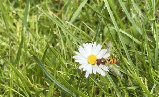 Eine Hainschwebfliege auf einer Blüte von einem Gänseblümchen.