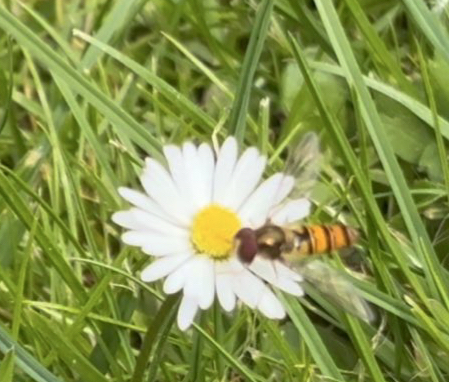 Eine Hainschwebfliege auf einer Blüte von einem Gänseblümchen.