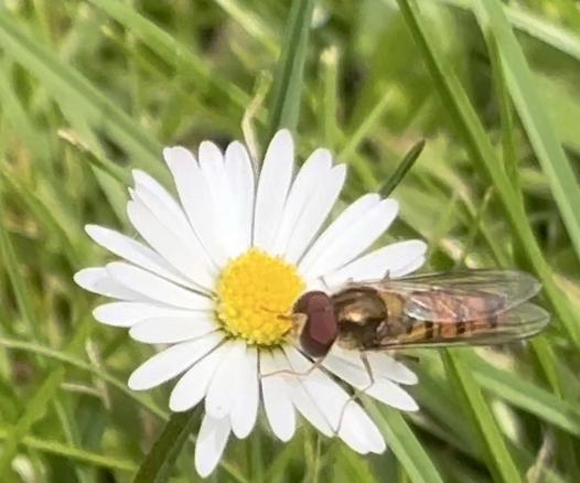 Eine Hainschwebfliege auf einer Blüte von einem Gänseblümchen.