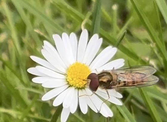Eine Hainschwebfliege auf einer Blüte von einem Gänseblümchen.