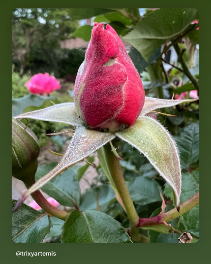 A red rosebud in sharp focus, its petals fully visible but still tightly wrapped. The green leaves and stems blur into the background, with a distant red rose adding depth.