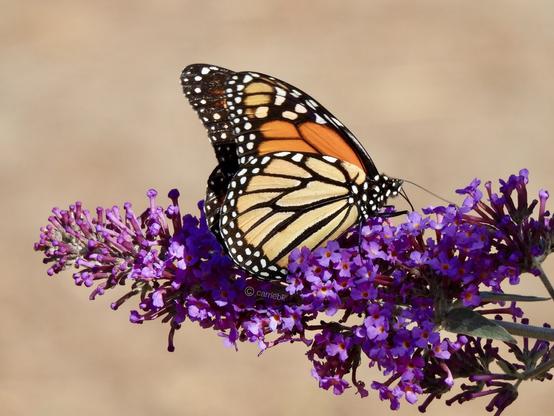An orange and black butterfly is resting on purple flowers, blending harmoniously with the natural surroundings.