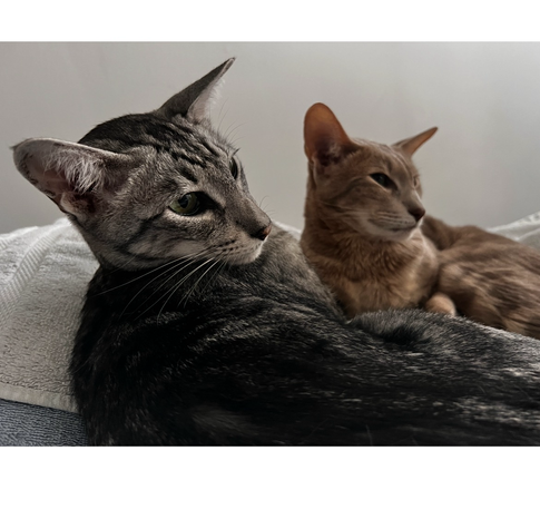 The Oriental Shorthair Cats, Sydney who is black and gray, and Adelaide who is tan-golden just leaning back as the camera zooms in on them