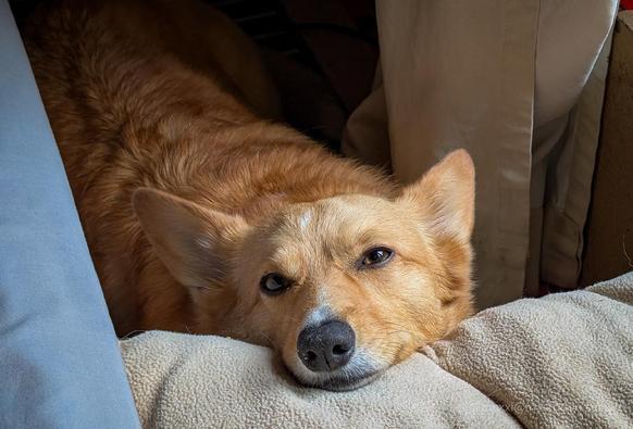 Moxxi the corgi is laying down between a window and a bed mattress. She's on the floor but her head is resting on her white dog bed. She's looking at the camera.
