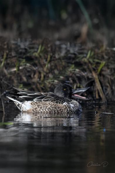 Un maître du filtrage, ce Canard souchet au bec unique explore inlassablement les eaux afin de se nourrir. (Northern shoveler)