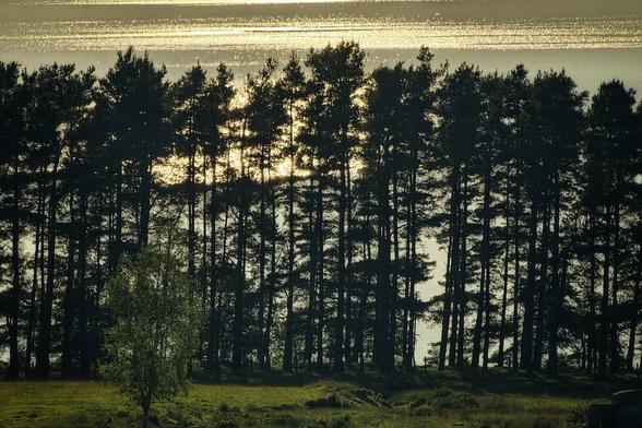A wide shot shows the silhouette of a dense treeline against a bright, golden body of water. A small, lone tree stands in the foreground on a grassy bank.