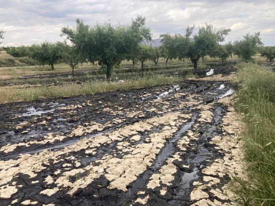 Campos de Calatrava cubiertos de petróleo por el Vertido de  Repsol
