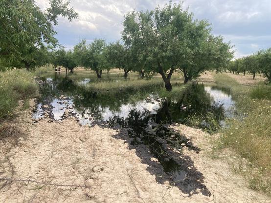 Campos de Calatrava cubiertos de petróleo por el Vertido de  Repsol