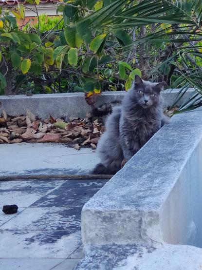 A imagem mostra um gato cinzento de pelo longo, sentado no pavimento de mosaicos brancos com manchas de humidade e folhas secas amontoadas de um terraço. O gato tem olhos verdes e está a olhar diretamente para a câmara, com a cabeça ligeiramente inclinada. O terraço tem um pequeno murete ao qual o gato está encostado e está  rodeado pelafolhagem verde de uma anoneira e uma palmeira, parcialmente visíveis.