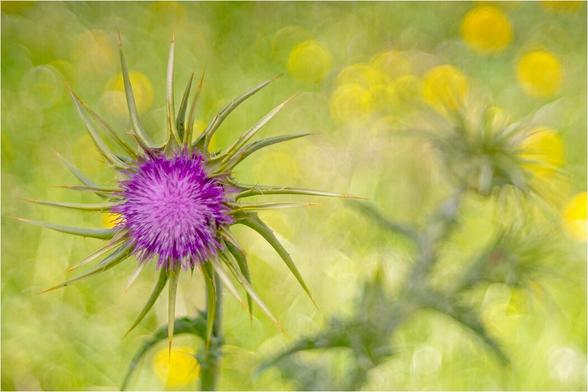 geöffnete Distelblüte im linken Bildteil, unscharfer Blütentrieb mit geschlossenen Blüten im rechten Bildteil, im Hintergrund unruhige Mischung aus gelben Kringeln und Grüntönen