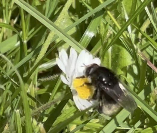 Eine Narzissenschwebfliege auf einer Blüte von Gänseblümchen.