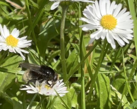 Eine Narzissenschwebfliege auf einer Blüte von Gänseblümchen.