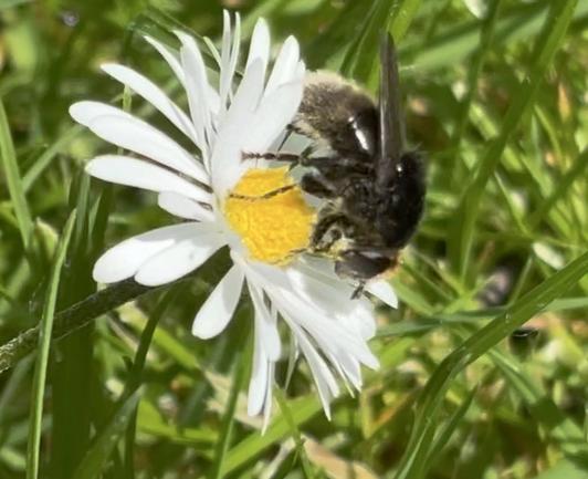 Eine Narzissenschwebfliege auf einer Blüte von Gänseblümchen.