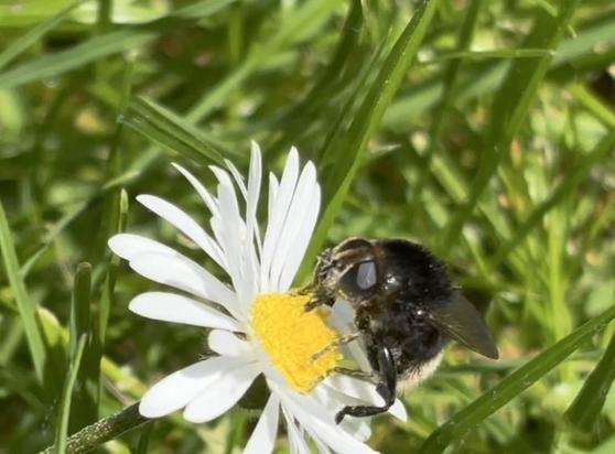 Eine Narzissenschwebfliege auf einer Blüte von Gänseblümchen.