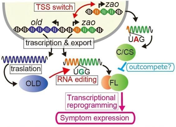 Fungi fight viruses with RNA editing that rewires their genetic response