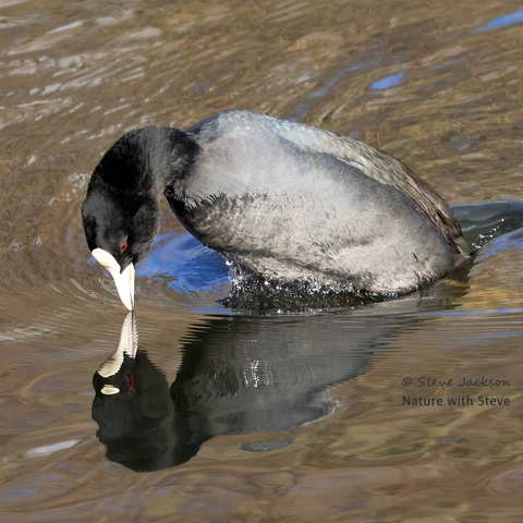A Coot on the surface of a lake, photographed in the process of diving underwater. The front of the body is raised up out of water (at the other end, the tail is submerged), and the short neck is curved so that the head is pointed down. The tip of the bird's beak is just touching the surface of the water, where it meets its reflection. That beak, which is fairly short, is white in colour, with a small white 'shield' extending from the base of the upper part, onto the bird's forehead. The eye is red, with a black pupil, and the head and neck are black. The rest of the body is grey. There are water droplets falling from the briefly-exposed belly, and there are more water droplets from the small splash caused by the back end of the bird being thrust under water.