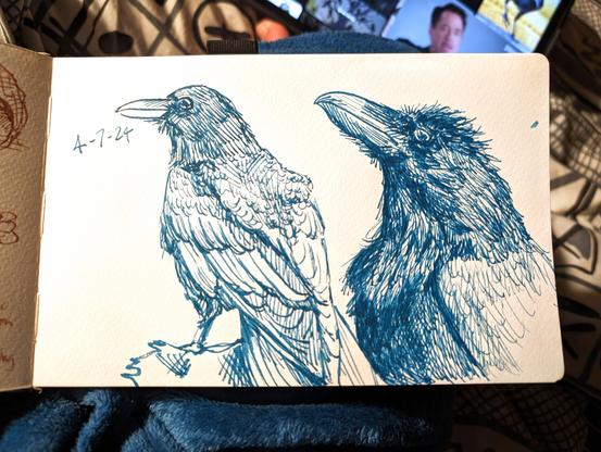 Sketchbook page of two drawings of crows/ravens in teal ink. On the left is the date 4-7-24. Both crows/ravens are looking to the left. The left one shows most of its body, and the right just the head and chest.