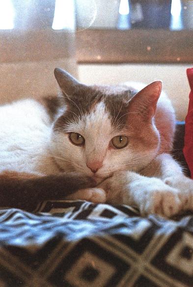 A close-up film photo of a white and gray cat lying on a patterned blanket, staring directly into the camera with a calm, slightly suspicious expression. The image has a warm, grainy texture typical of film photography.