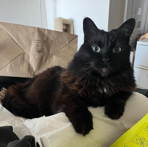 my floofy cat, garnet, perched atop a rogue roll of paper towel on my bed she likes to claw at it with all 4 claws and bunny kick it. garnet is a black cat with a little floof of white right at her collarbone. she has big green baby eyes. behind her on the bed is an empty paper bag.