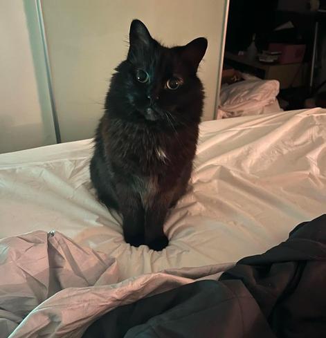 garnet perched on my bed at night, gently lit by a highly diffused white plastic Ikea lamp off camera to the left. her big green baby eyes basically just look like gigantic black saucers because she thinks the camera person (me) is holding treats. she is just as fluffy as before.